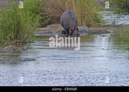 hippopotamus, hippo, Common hippopotamus (Hippopotamus amphibius), at river shore, South Africa, Limpopo, Krueger National Park Stock Photo