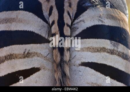 Burchell's zebra, zebra, Common zebra (Equus quagga burchelli, Equus burchelli), back, South Africa, Limpopo, Krueger National Park Stock Photo