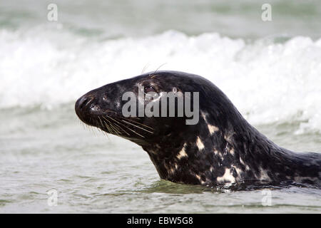 gray seal (Halichoerus grypus), male lying in the waves, Germany, Heligoland Stock Photo