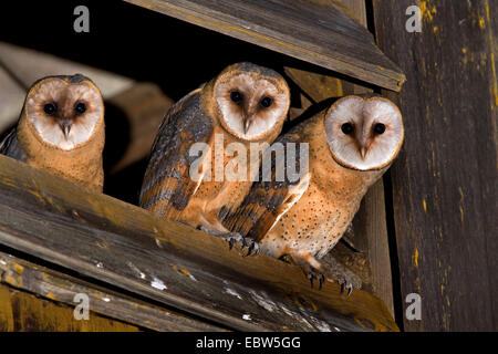 Barn owl (Tyto alba), three squeakers, Germany Stock Photo