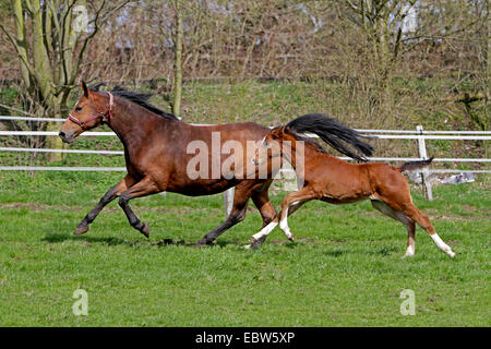 Westphalian warmblood (Equus przewalskii f. caballus), mare and foal running on paddock, Germany Stock Photo