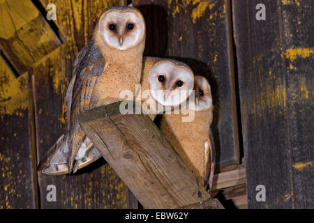 Barn owl (Tyto alba), three squeakers, Germany