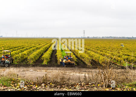 Workers in a vineyard in Stockton Lodi area of California in the Fall of 2014 Stock Photo