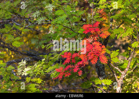 European mountain-ash, rowan tree (Sorbus aucuparia), rowan tree in autumn, Norway, Nordland, Dunderlandsdalen Stock Photo