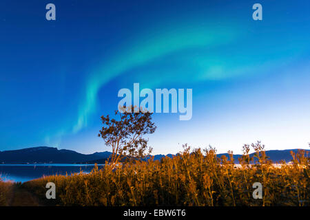 Aurora Bows Over Tree Stock Photo - Alamy