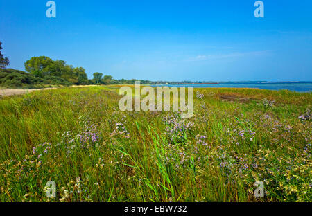 Sea aster (Aster tripolium), blooming at the Baltic Sea, Germany, Mecklenburg-Western Pomerania, Nordwestmecklenburg Stock Photo