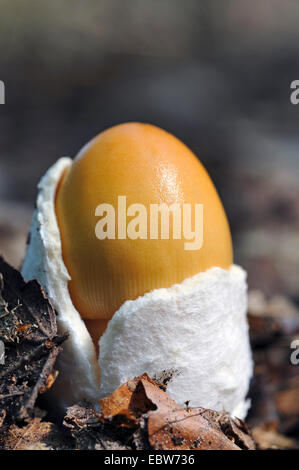 orange grisette (Amanita crocea), breaking through volva, Germany, North Rhine-Westphalia Stock Photo