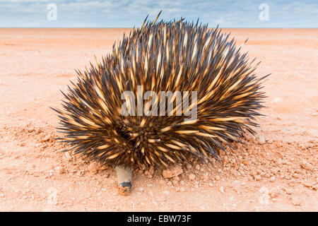 Short-nosed echidna, Short-beaked echidna, Spiny anteater (Tachyglossus aculeatus), spiny anteater, full-length portrait, Australia, Western Australia, Nanga Station Stock Photo