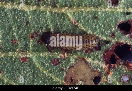 viburnum beetle (Pyrrhalta viburni), larva Stock Photo