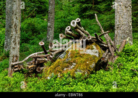 dwarf bilberry, blueberry, huckleberry, low billberry (Vaccinium myrtillus), blueberry shrubs and cut off branches, Austria, Kaernten, Nockberge National Park Stock Photo