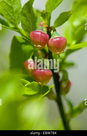 dwarf bilberry, blueberry, huckleberry, low billberry (Vaccinium myrtillus), blooming, Germany Stock Photo