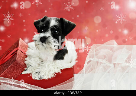 Cute little black and white Mini Schnauzer puppy peeping out of a beautiful red festive Christmas present. Stock Photo