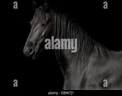 black horse of the race Friesian in studio against a dark background Stock Photo