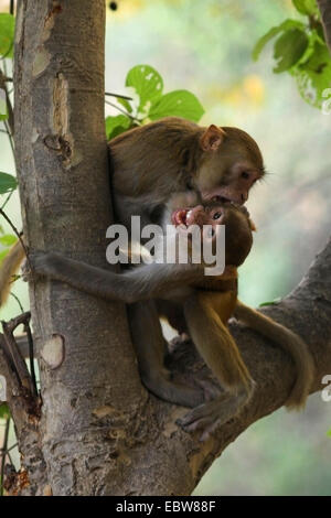 rhesus monkey, rhesus macacque (Macaca mulatta), cups, fighting, India, Keoladeo Ghana National Park Stock Photo