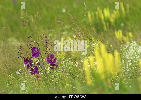 purple mullein, ornamental mullein (Verbascum phoeniceum), in flowering meadow, Austria, Burgenland, Neusiedler See National Park Stock Photo