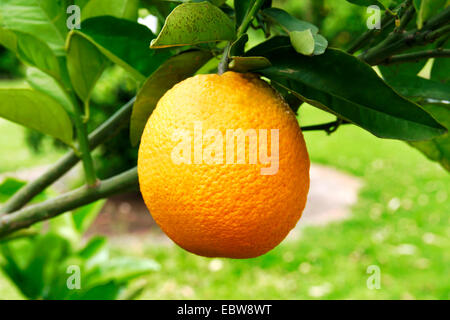 Orange tree (Citrus sinensis), Orange on a orange tree, Spain Stock Photo
