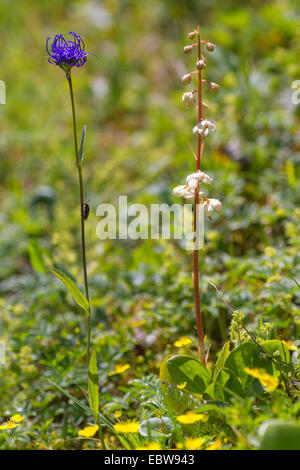 round-headed rampion (Phyteuma orbiculare), together with Pyrola rotundifolia, Austria, Tyrol, Lechauen Stock Photo