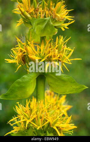 yellow gentian (Gentiana lutea), deatil of inflorescence, Austria, Tyrol, Lechtaler Alpen Stock Photo