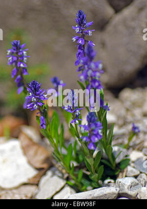 Alpine milkwort (Polygala alpestris), blooming, Germany, Bavaria, Oberbayern, Upper Bavaria Stock Photo