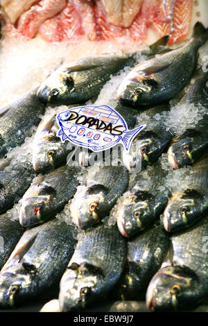 gilthead, gilthead seabream (Sparus aurata, Sparus auratus), freshly caught fish at the Mercado de Nuestra Senora de Africa, Canary Islands, Tenerife, Santa Cruz De Tenerife Stock Photo