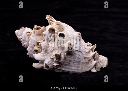 Barnacles on a conch shell. Stock Photo