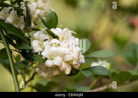 Orange jasmine plant in bloom Stock Photo