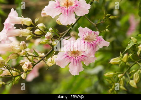 Pink Trumpet Vine (Podranea ricasoliana) in bloom Stock Photo