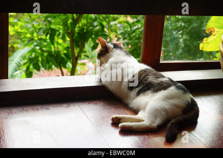 white cat lying down on a wooden floor Stock Photo