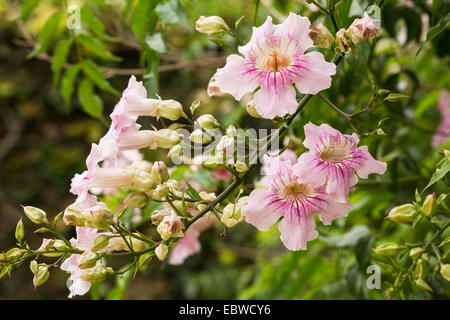 Pink Trumpet Vine (Podranea ricasoliana) in bloom Stock Photo