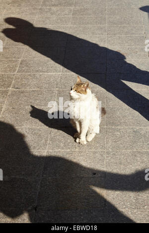 Famous street cats of Istanbul sits on pavement outside café waiting for titbit's Stock Photo