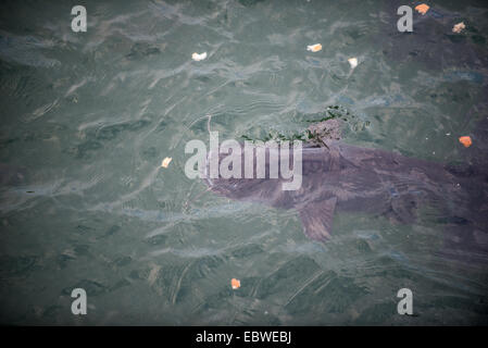 huge catfish fed by tourists in water canal near Chernobyl Nuclear ...