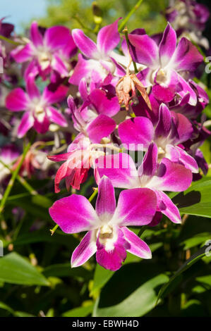Orchids in Saranrom Park, Bangkok, Thailand Stock Photo