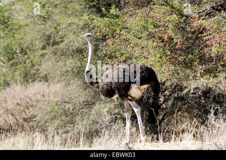 Ostrich, Struthio camelus in Kalahari, South Africa, true wildlife photography Stock Photo