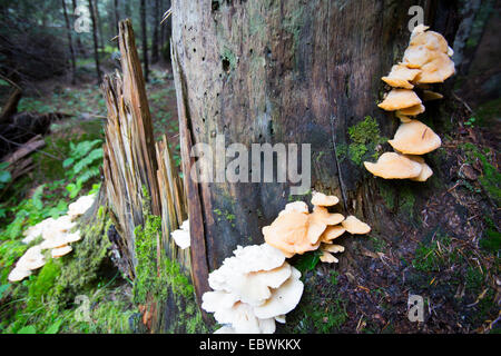 Pleurotus ostreatus, the oyster mushroom, is a common edible mushroom. It was first cultivated in Germany as a subsistence measu Stock Photo