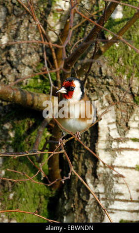 The beautiful European Goldfinch feeding on a silver birch tree. Red face black head tail & wings, yellow wing bar Stock Photo