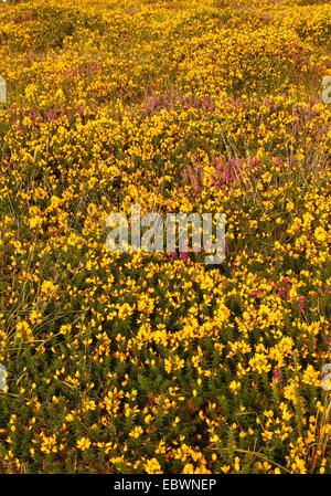 Portrait picture brightly colored heather and gorse flowers on Dartmoor in Devon. Yellow pink & purple flowers in abundance Stock Photo
