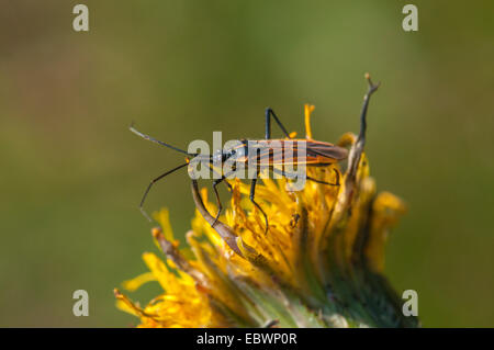 Meadow Plant Bug (Leptopterna dolabrata), Schmittroeder Wiesen Nature Reserve, Königstein im Taunus, Hesse, Germany Stock Photo