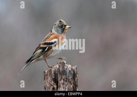 Brambling (Fringilla montifringilla) perched on a tree stump during snowfall, Innsbruck, Tyrol, Austria Stock Photo