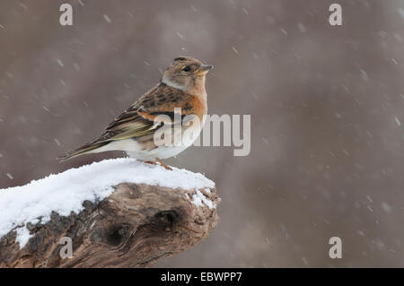 Brambling (Fringilla montifringilla) perched on a tree stump during snowfall, Innsbruck, Tyrol, Austria Stock Photo