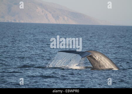 Blue Whale Tail Fluke Baja California Stock Photo