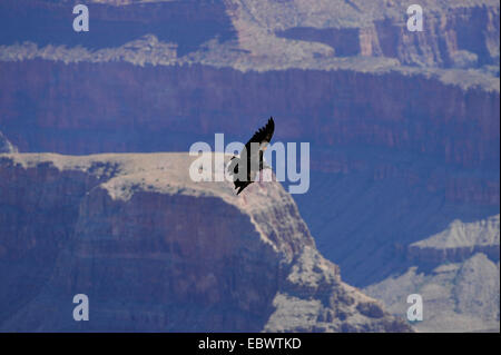 California Condor (Gymnogyps californianus), endangered species, female, juvenile, Grand Canyon National Park, Arizona Stock Photo