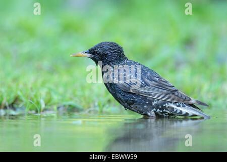 Starling (Sturnus vulgaris) washing itself, Rhodopes, Bulgaria Stock Photo