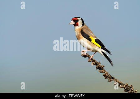 Goldfinch (Carduelis carduelis) perched on a branch, Rhodopes, Bulgaria Stock Photo