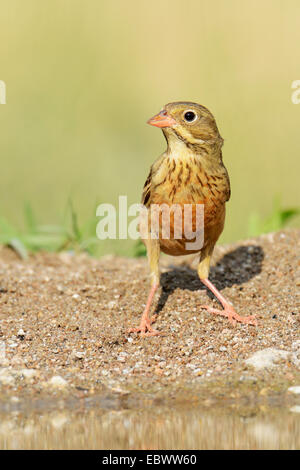 Ortolan Bunting (Emberiza hortulana), Rhodopes, Bulgaria Stock Photo