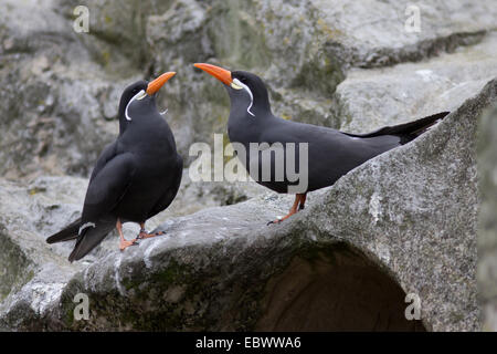 Inca Terns (Larosterna inca), Rheine, Münsterland, Nordrhein-Westfalen, Germany Stock Photo