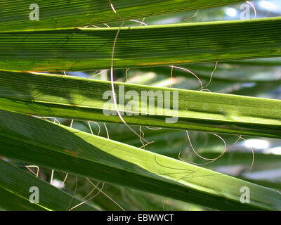 Mexican Fan Palm, Mexican Washingtonia (Washingtonia robusta), leaflets Stock Photo