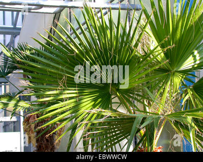 Mexican Fan Palm, Mexican Washingtonia (Washingtonia robusta), leaf Stock Photo