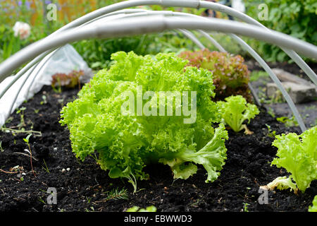 garden lettuce (Lactuca sativa), Lollo bionda, Lollo rosso Stock Photo