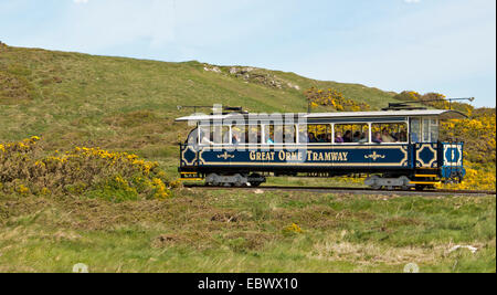 Panoramic view of historic tramway carriage with passengers among golden wildflowers on hillside of Great Orme at Llandudno Wales