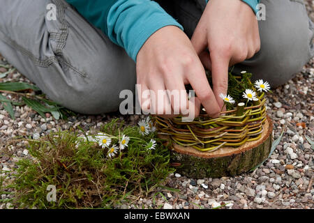 girl building an Easter basket from a tree disc, willow twigs, moss, daisies and coloured eggs; 5. step: adorning the basket with daisies, Germany Stock Photo